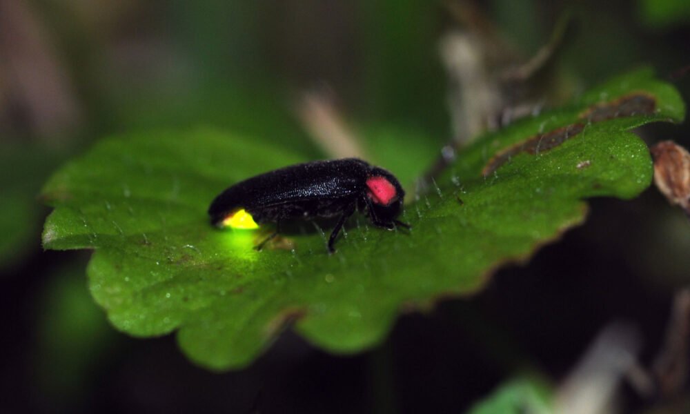 瓜拉雪兰莪萤火虫 Kuala Selangor Fireflies