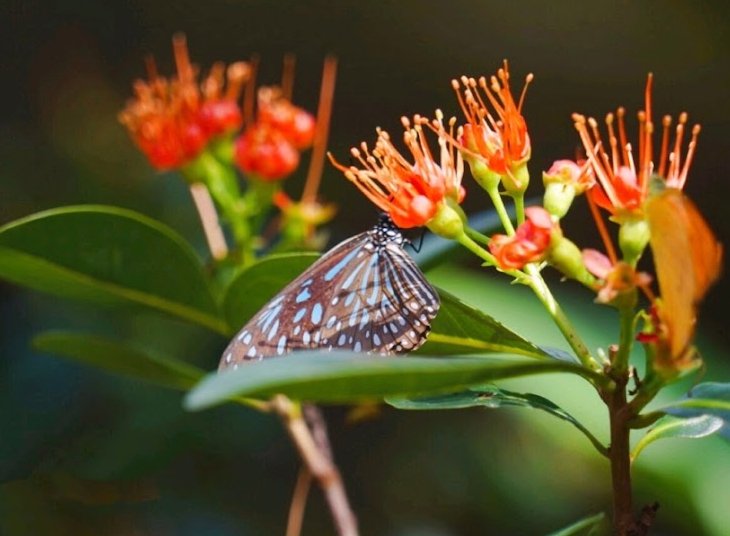 Butterfly Rainforest Dome