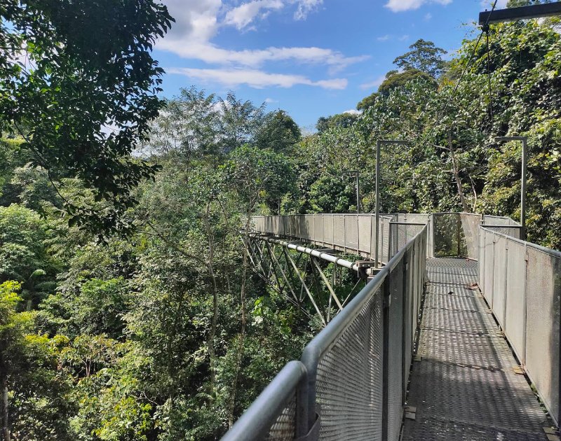Tree Top Walk Sungai Sedim