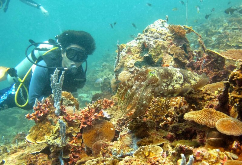 Sabah island hopping TAR Marine Park