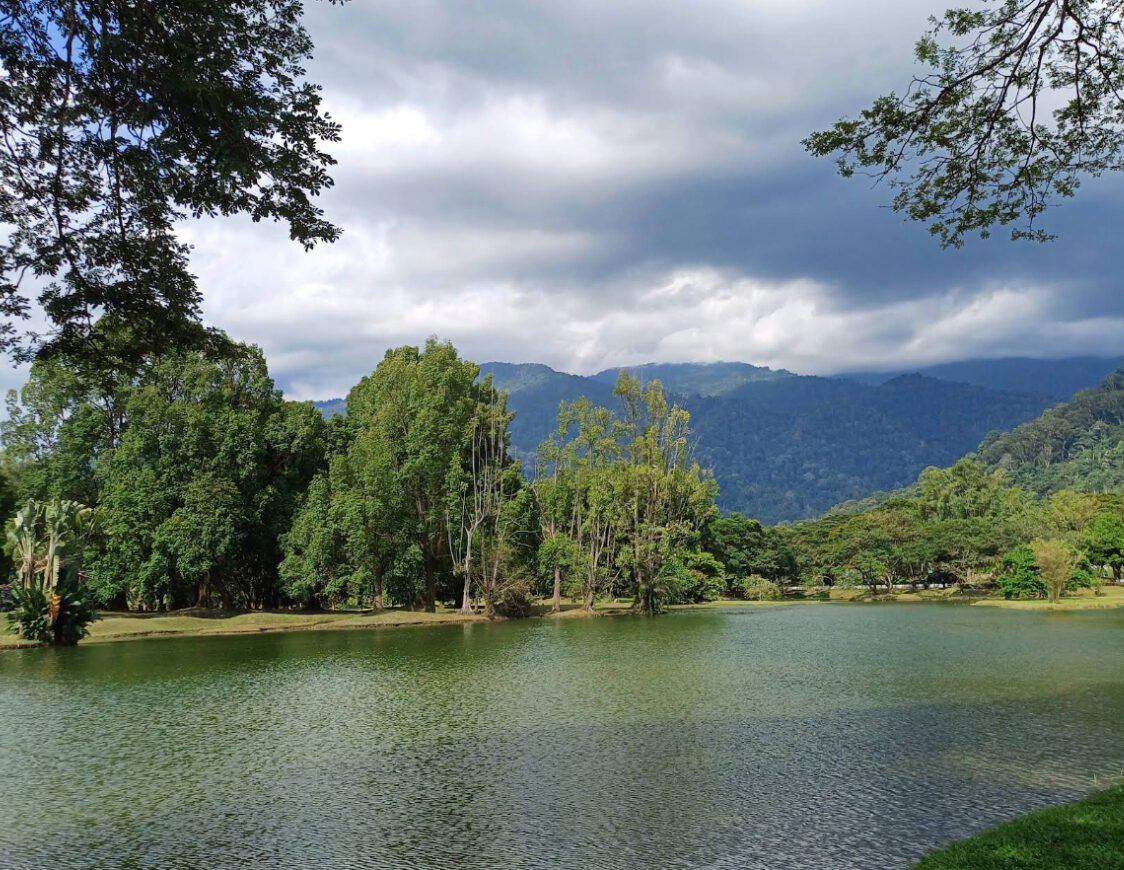 太平湖公园 Taiping Lake Gardens 雨树 Rain Trees