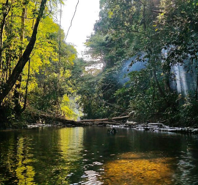 Gunung Mulu National Park UNESCO Sarawak rainforest