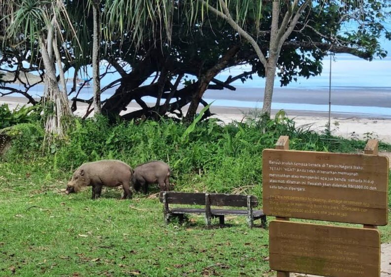 Bako National Park Sarawak rainforest trails and coastline
