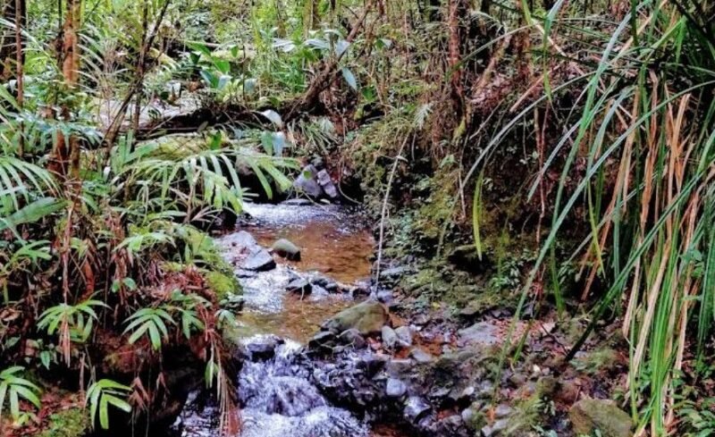 Kinabalu Park Sabah UNESCO day trip