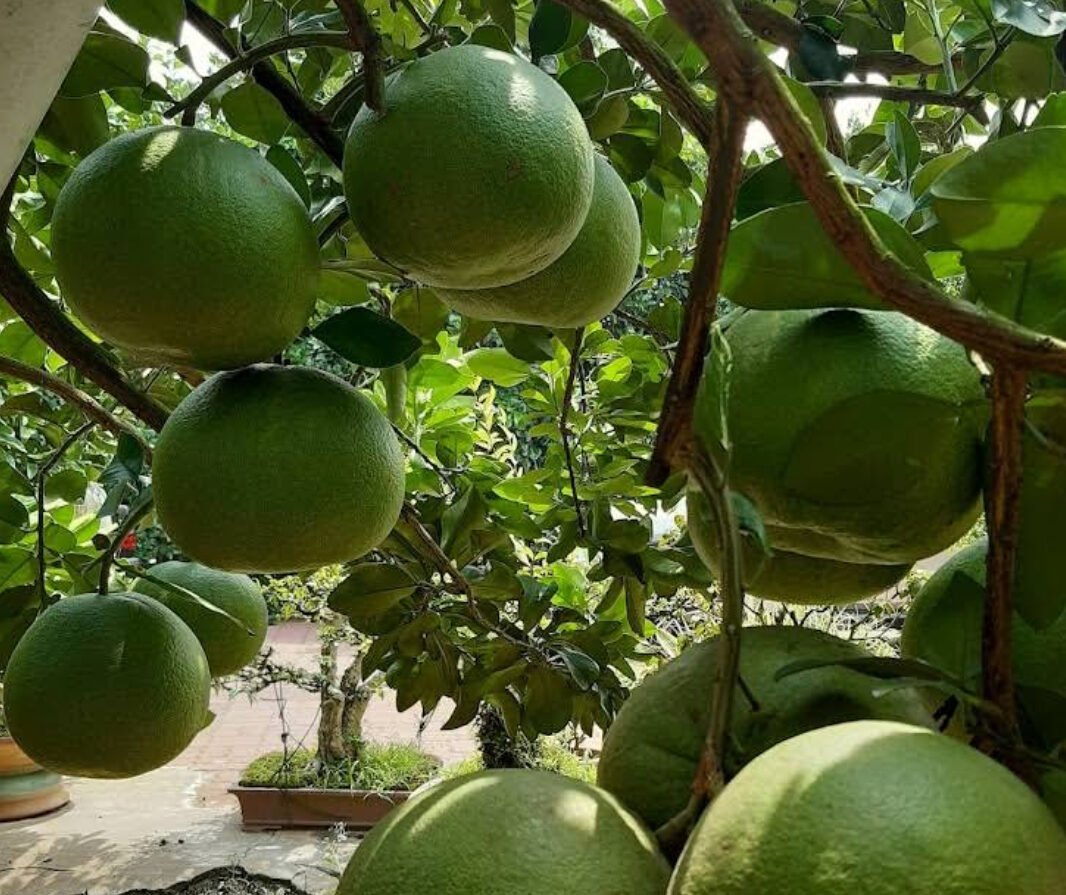霹雳必买土产手信 白咖啡 淡汶柚子 Tambun Pomelo