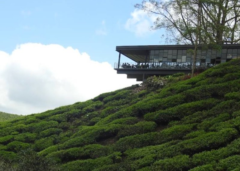 Cameron Highlands 茶园 BOH Tea Plantation 观景