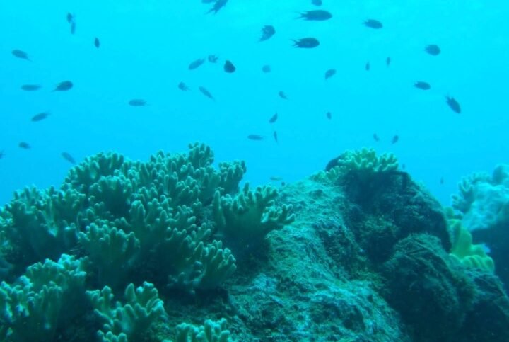 Snorkeling and marine life concept