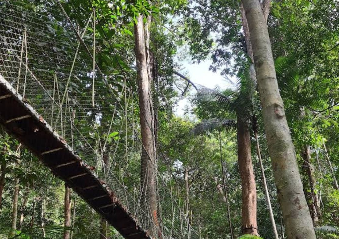 雨林吊桥 Canopy Walk