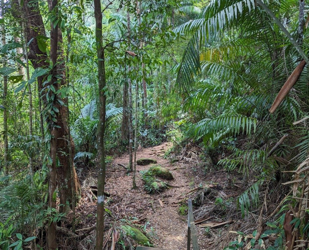 Bako National Park Sarawak 巴哥国家公园 雨林 海岸 长鼻猴