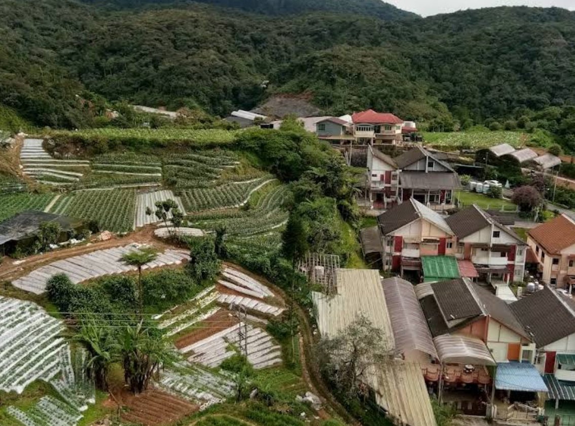 Cameron Highlands 金马仑高原｜茶园 花园 农场 高原慢旅行 Pahang