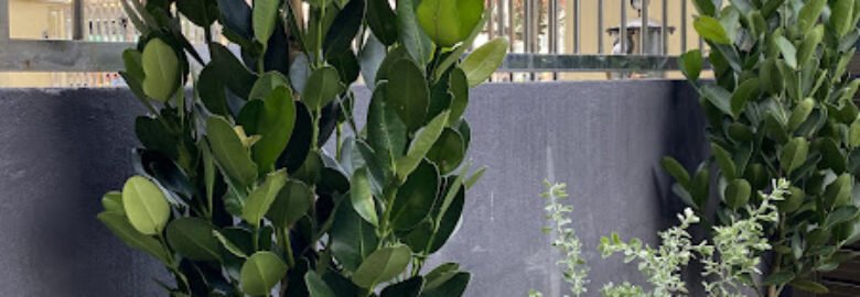 DAISY REZEKI (Landscaping & Garden Maintenance)