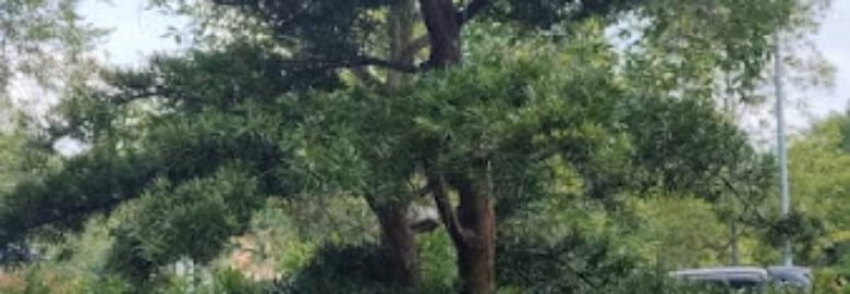 Forest Wong Landscape