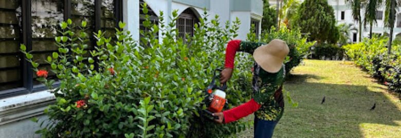 Begonia Maintenance Service