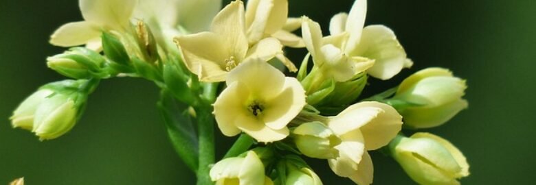 KL Florist | Flower Delivery Kuala Lumpur – KL Florist Shop
