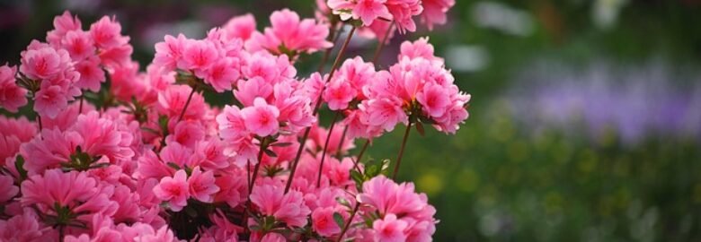 Seed & Petals