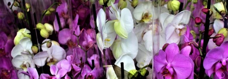 Flower Talks