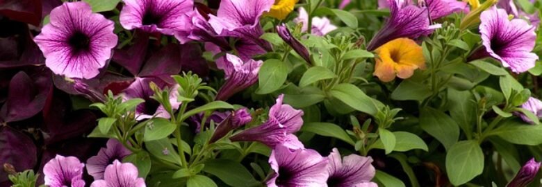 Kuala Lumpur Florist